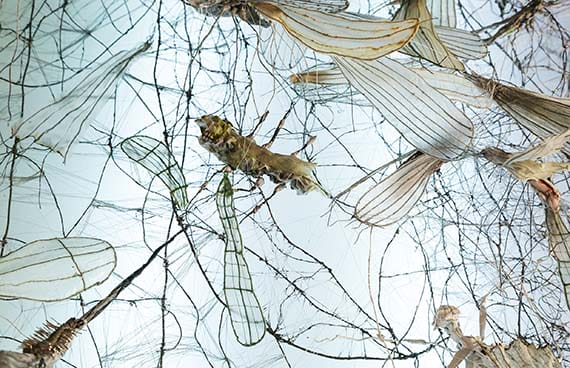 Annika Liljedahl – Insekt Insikt