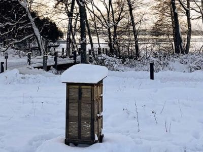 Foto av en snötäckt bikupa som finns placerad på vår äng