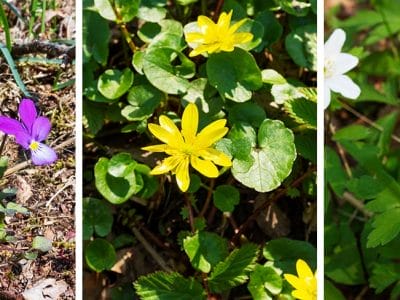 Collage av vårblommor i naturen