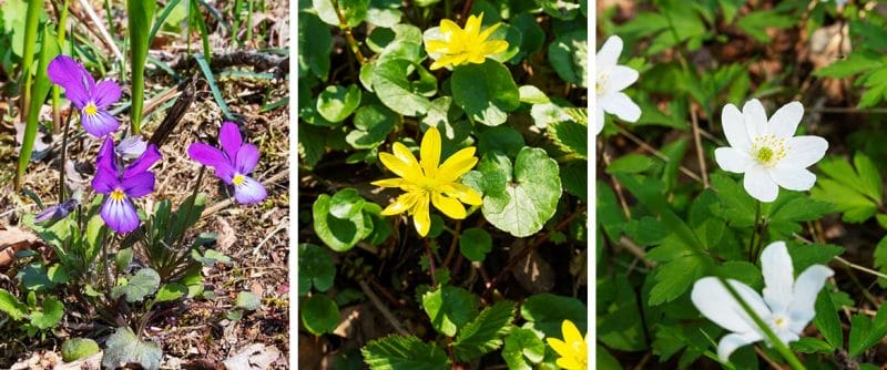 Collage av vårblommor i naturen