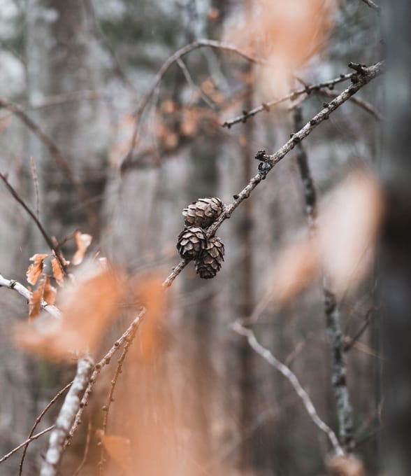 Upptäck höstskogen