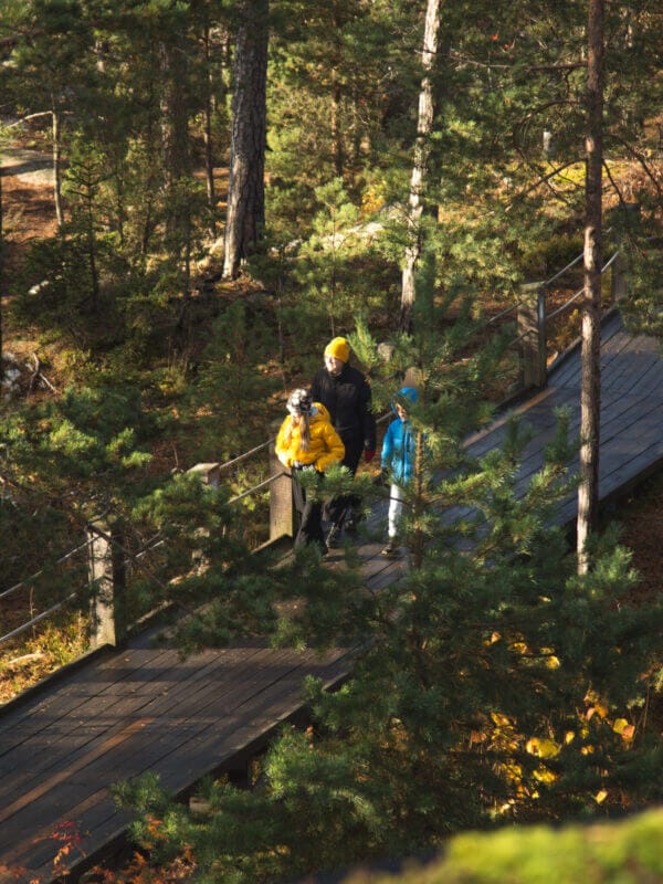 Tre personer i färgglada jackor promenerar längs en trästig och njuter av en tipspromenad bland de gröna träden och solljuset som filtrerar genom barrskogen.