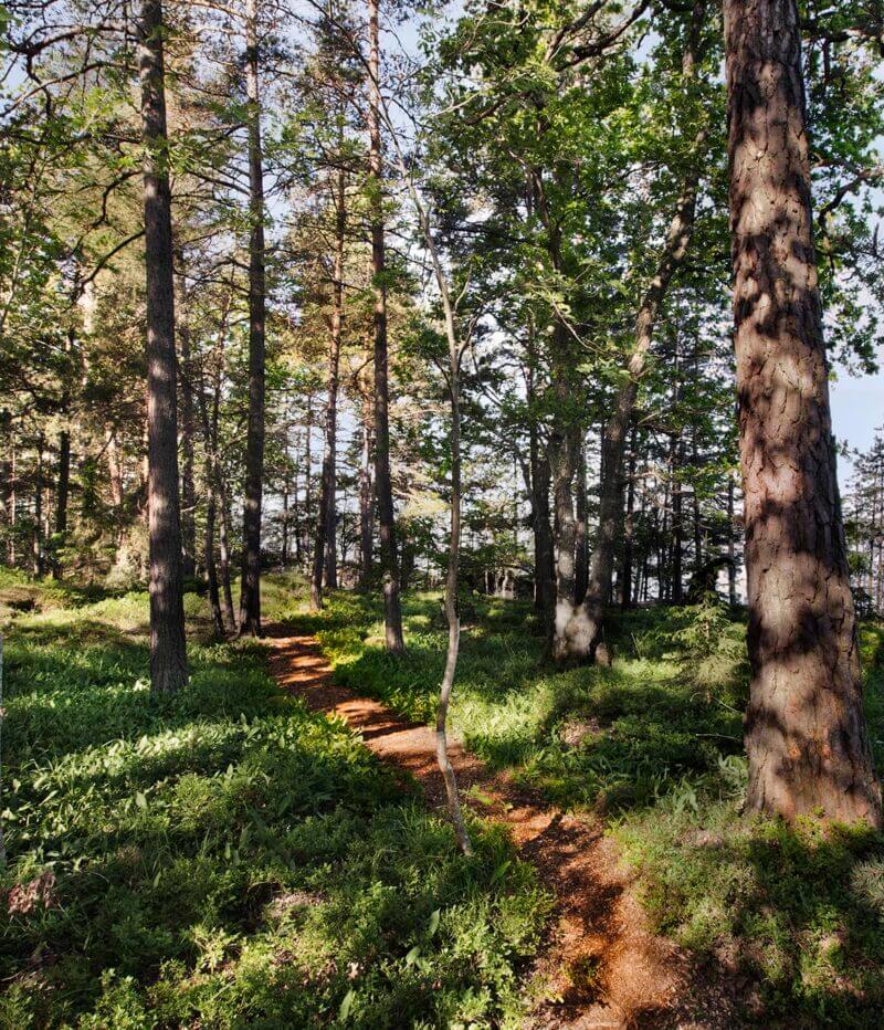 Foto av en skogsstid