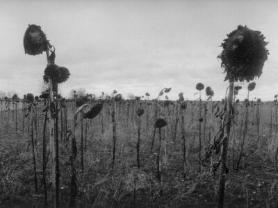 Svartvit fotografi föreställandes utblommade solrosor på ett fält. Solrosorna har olika storlekar och två av blommorna är större än de andra och utmärker sig ovanför horisontlinjen.