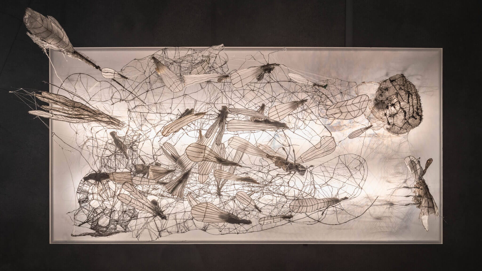 Intrikat trådskulptur som föreställer olika insekter på en rektangulär ram, upplyst bakifrån, mot en mörk bakgrund.