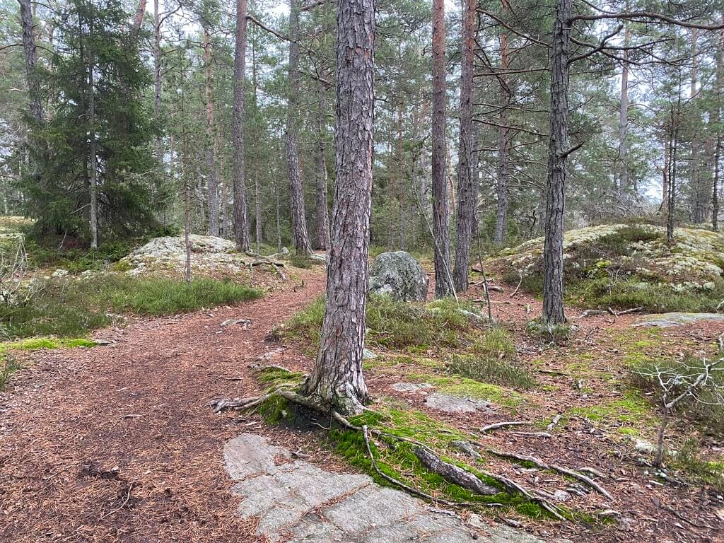 Bild från en tallskog.