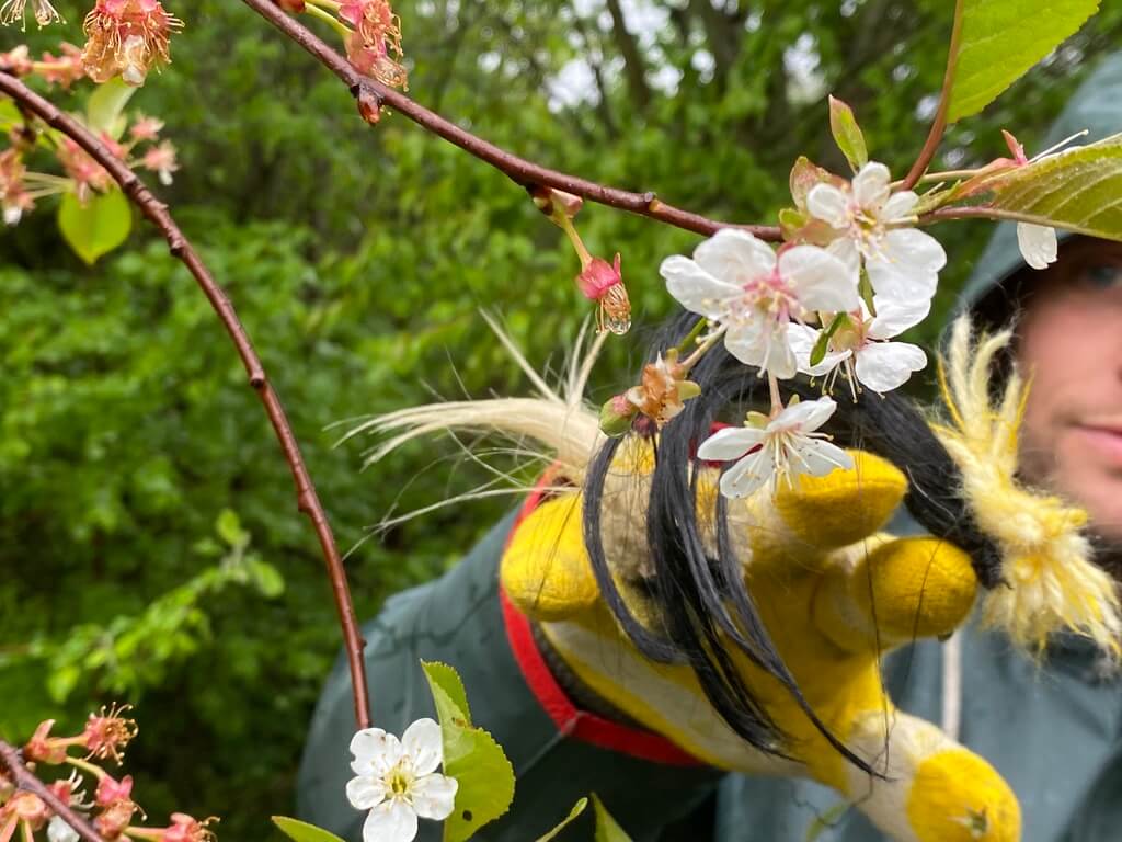 Bild på pollinering