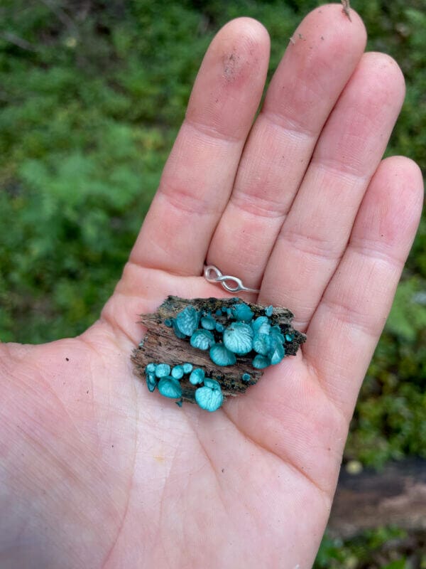 en hand som håller i blåa svampar