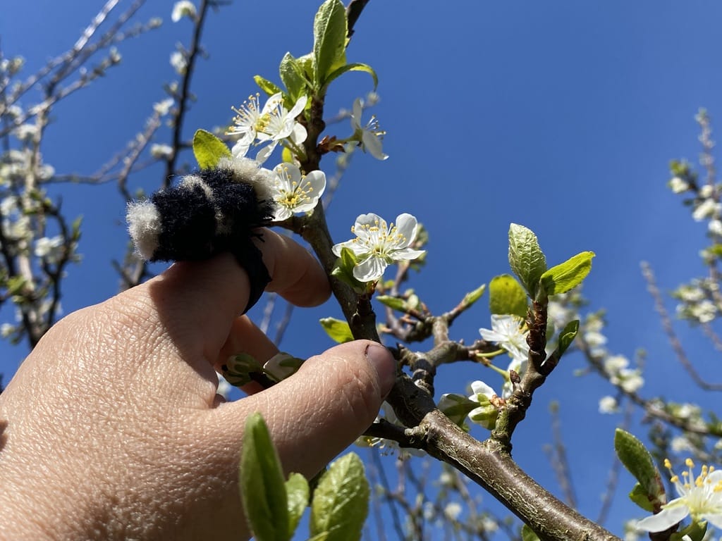 Bild på pollinering