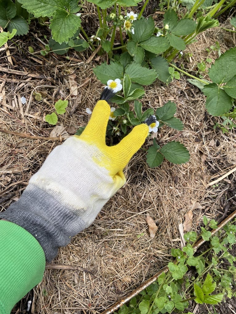 Bild på pollinering