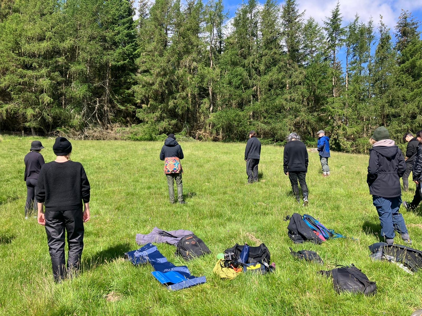 Bild från en tallskog.