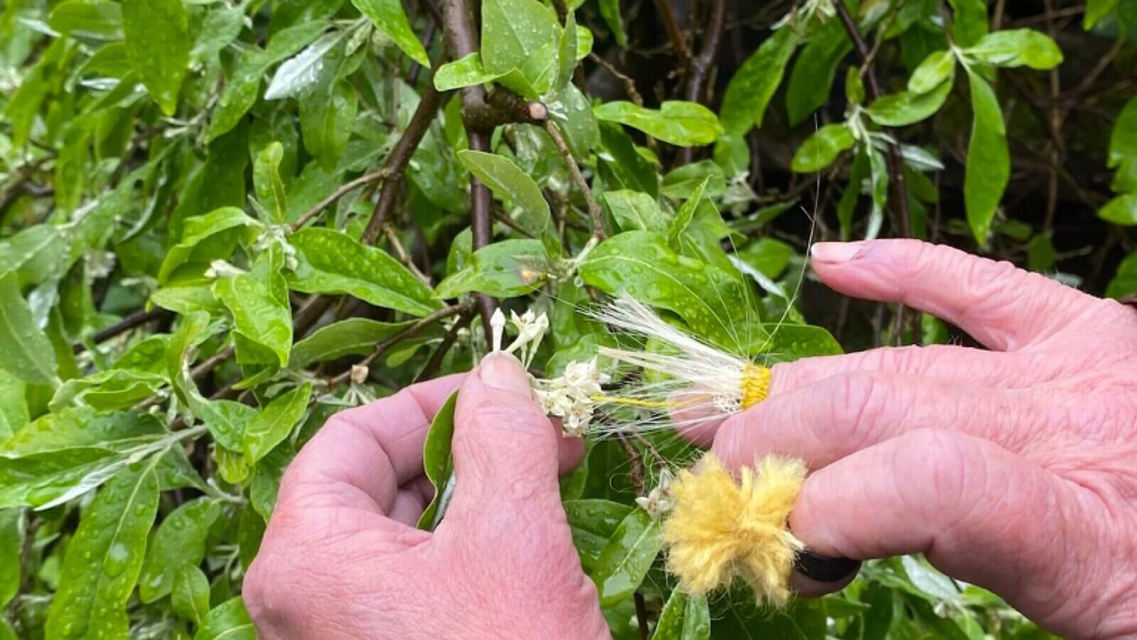 Bild på pollinering