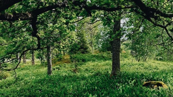 Bild från skogen en sommardag