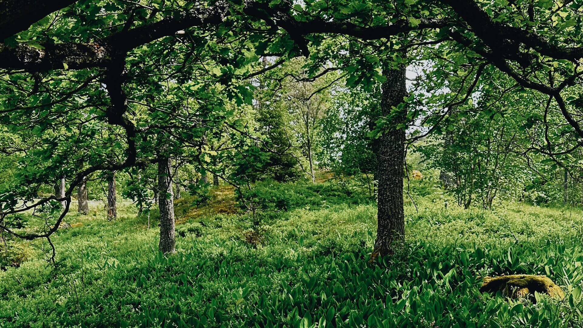 Bild från skogen en sommardag