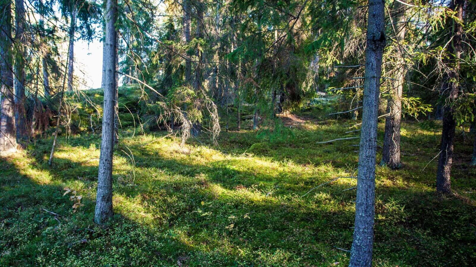 bild från skogen en sommardag.