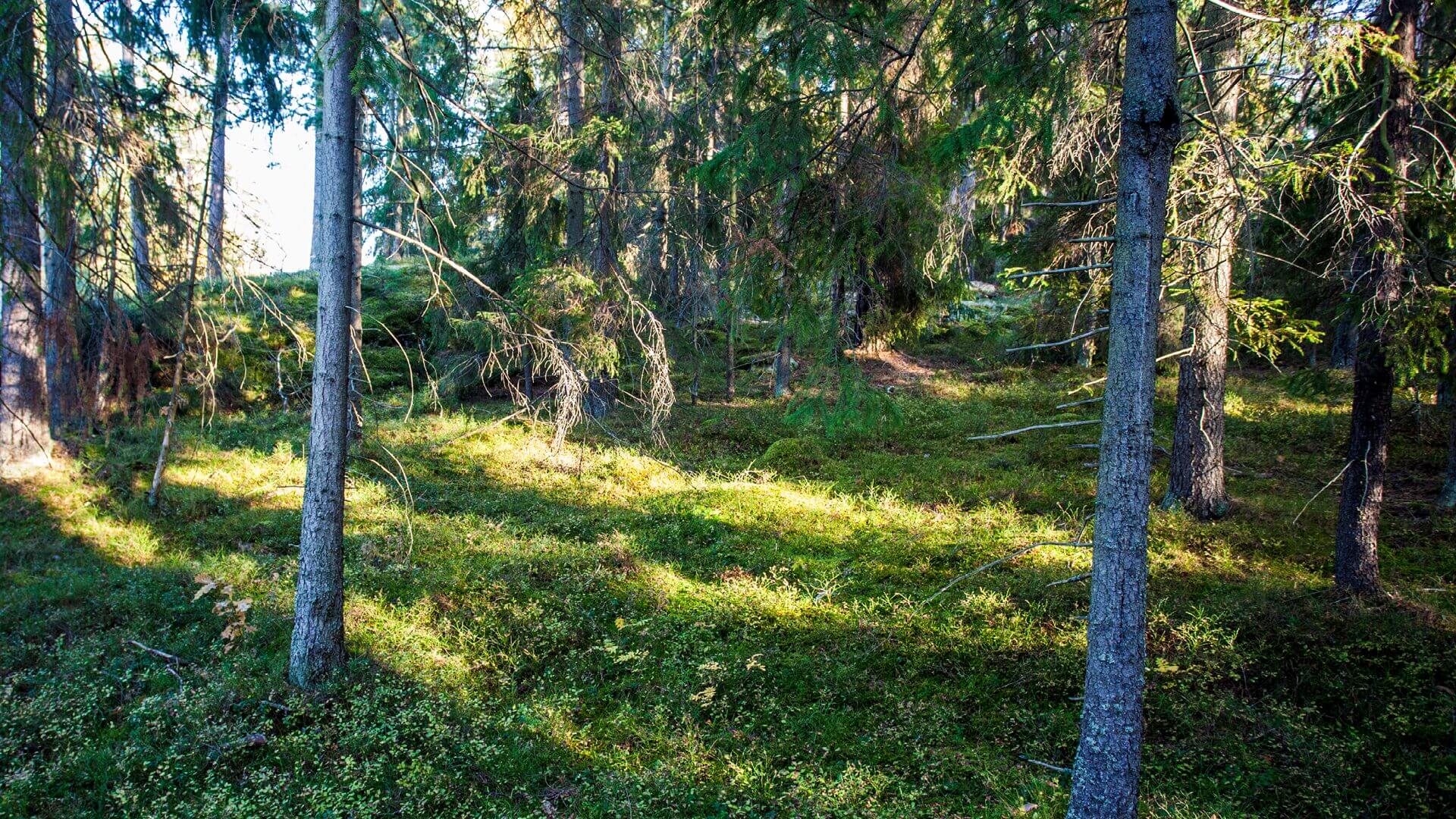 bild från skogen en sommardag.