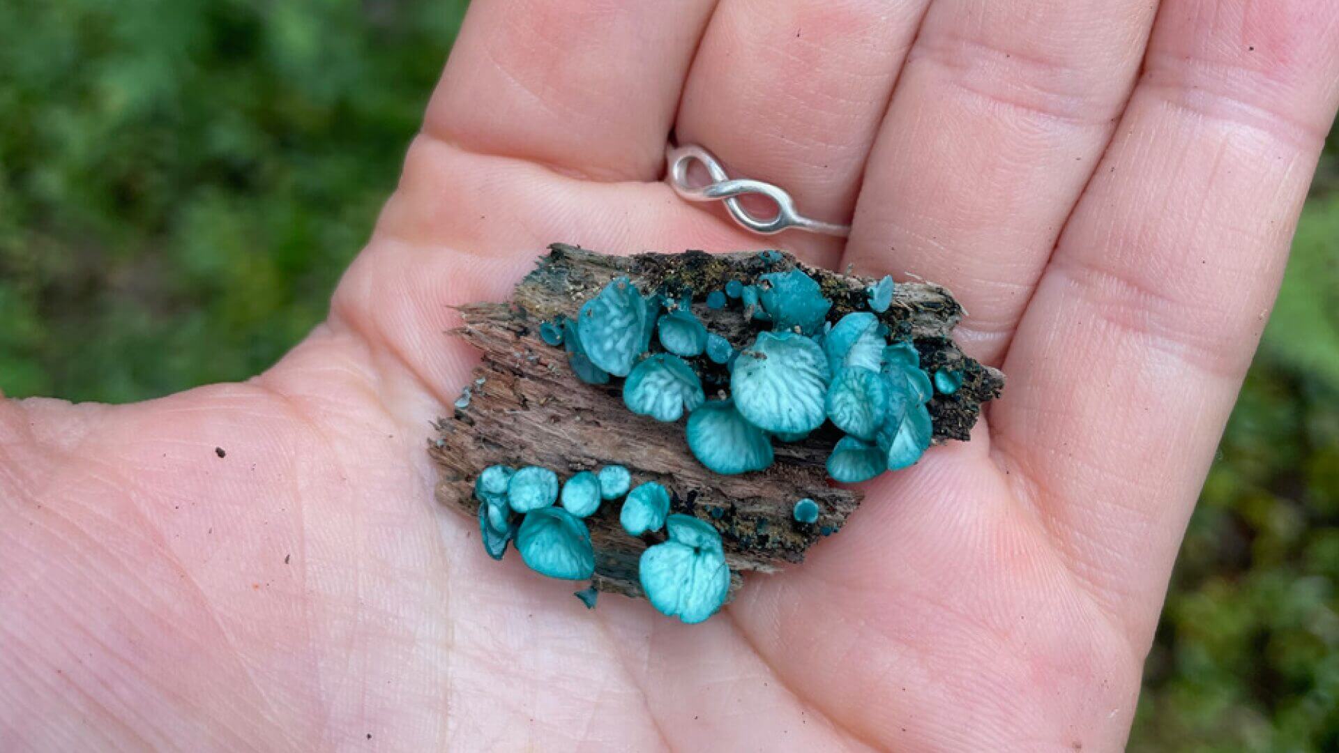 en hand som håller i blåa svampar