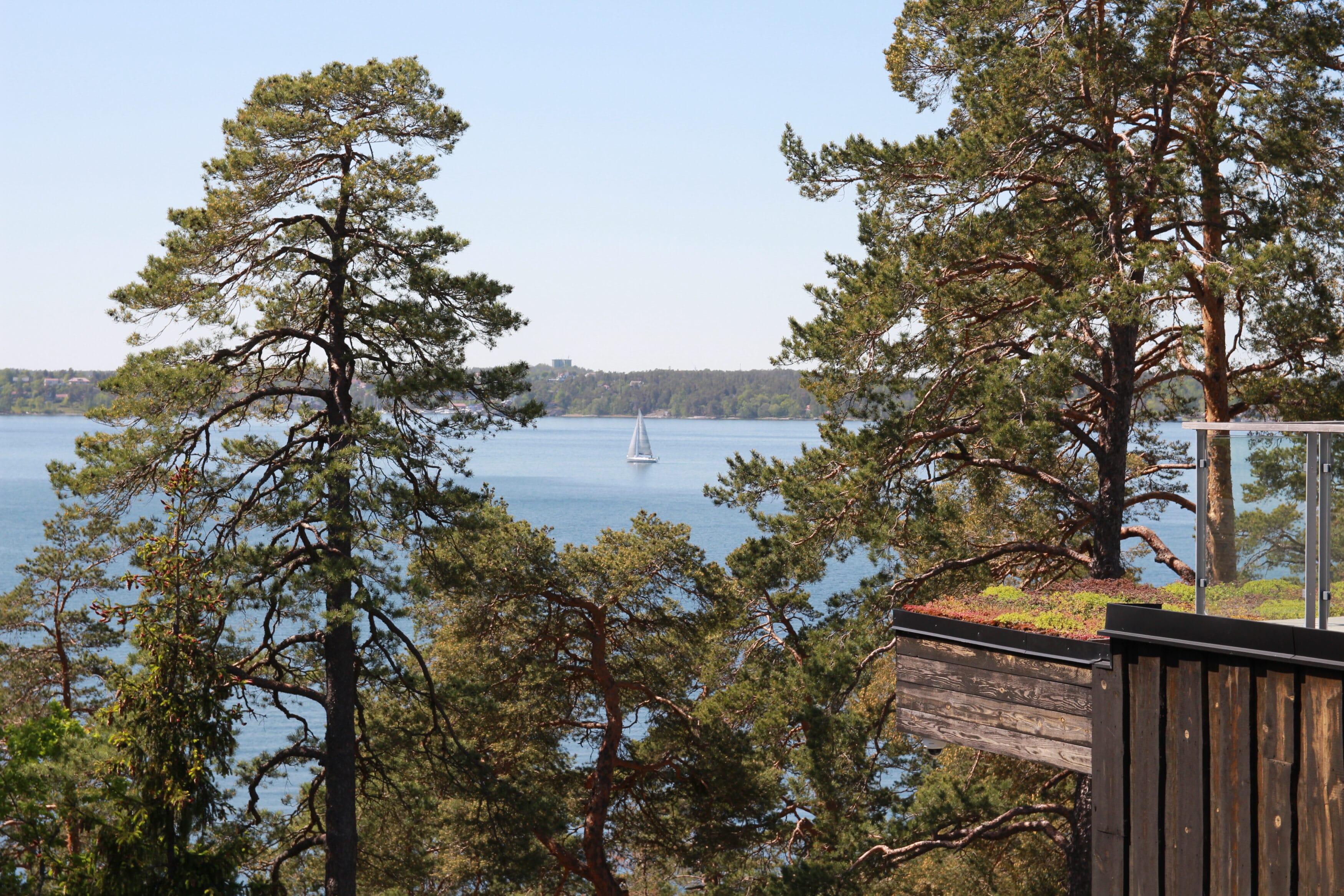 Utsikt över tallar och hav, och en segelbåt.